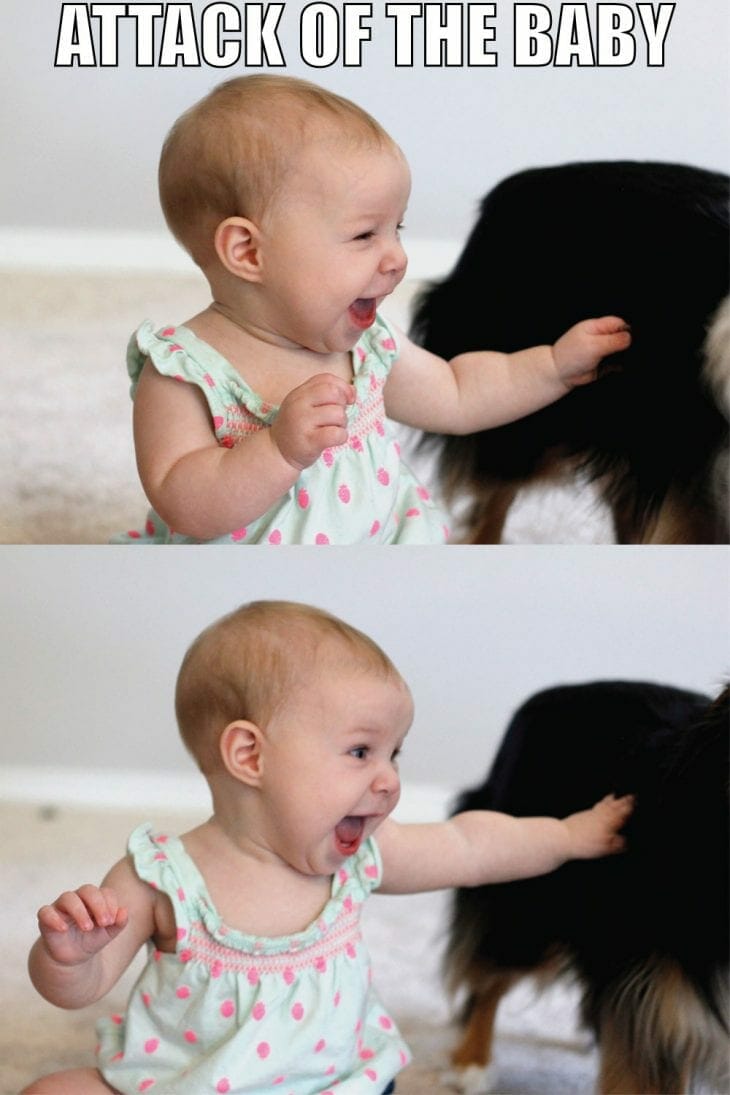 Attack of the baby! | Baby getting the dog meme