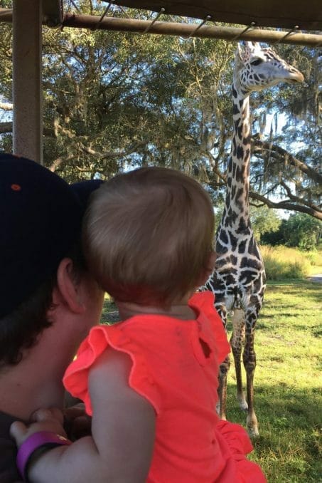 Baby looking at a giraffe image.