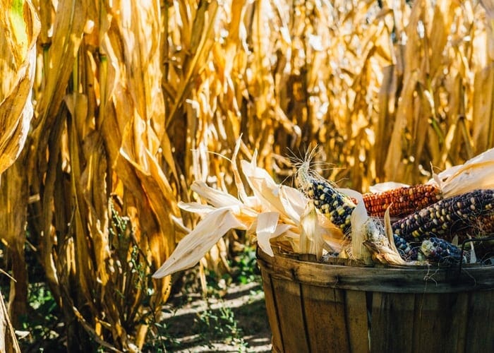 Head to the corn maze this Fall