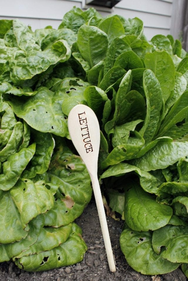 How to Make Easy DIY Garden Markers with Wooden Spoons