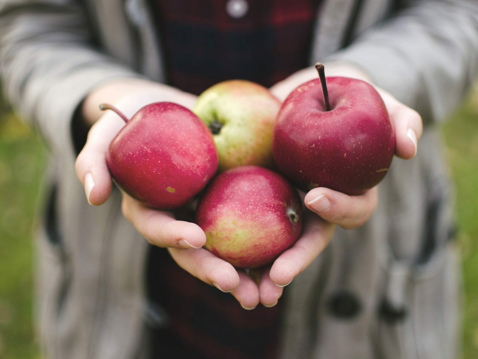 Apple picking for Fall bucket list