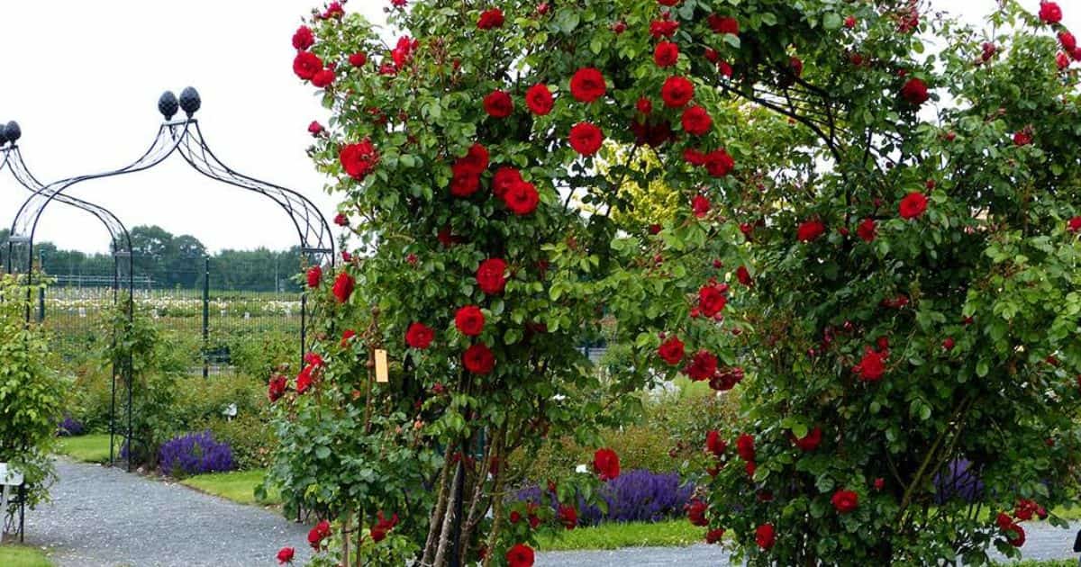 Victorian Rose Arch