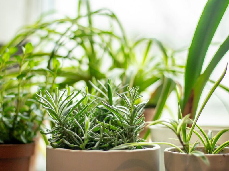 green plants