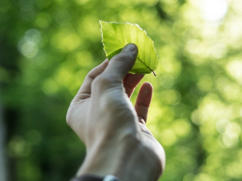person showing green leaf
