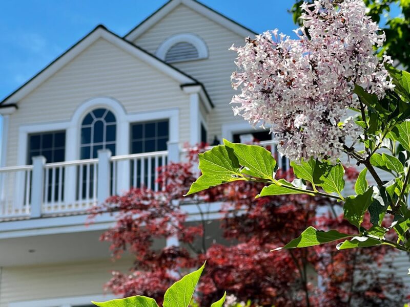 a tree with pink flowers in front of a white building