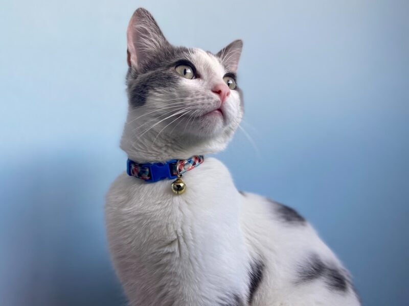 white and black cat with blue collar