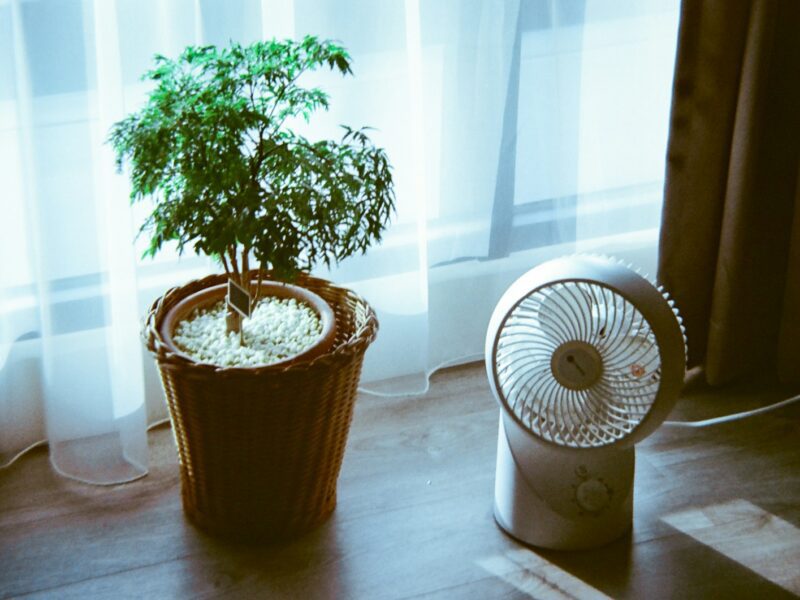 a small plant sitting next to a fan on a table