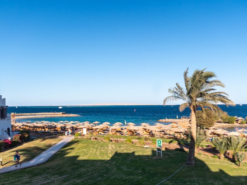 green trees near body of water during daytime