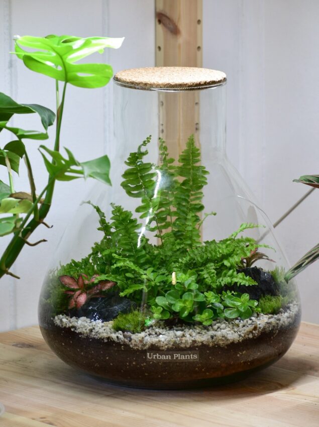 Organic Terrarium