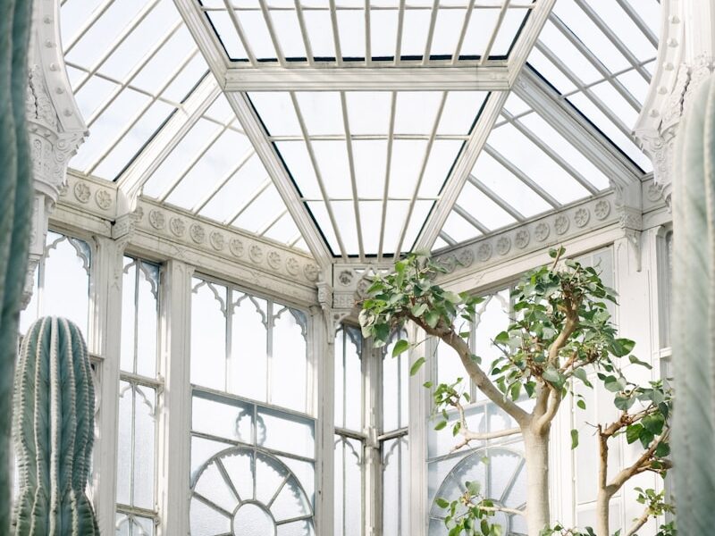 indoor tree and cactus near windowpane
