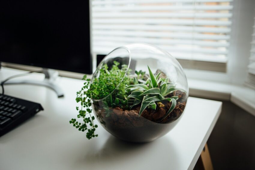 Organic Modern Terrarium