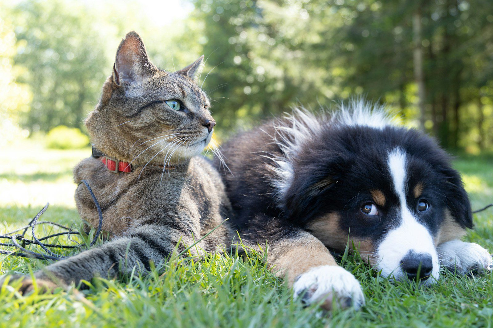 Fresh Look at Chemical Free Flea Control Natural Solutions Explained