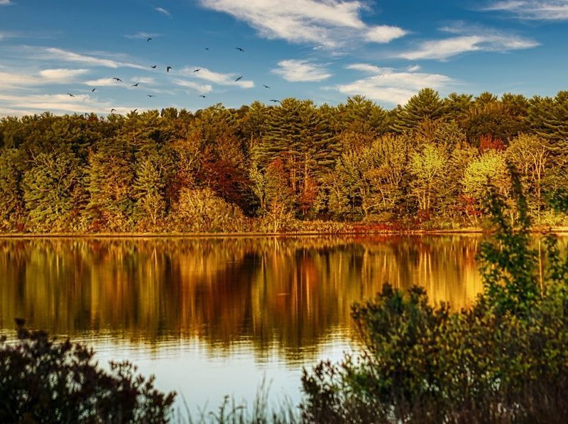 green and brown trees beside lake under blue sky during daytime
