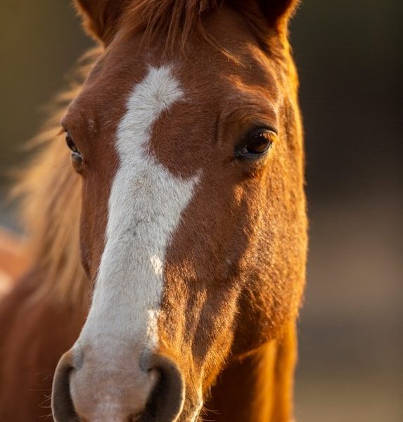 brown and white horse head