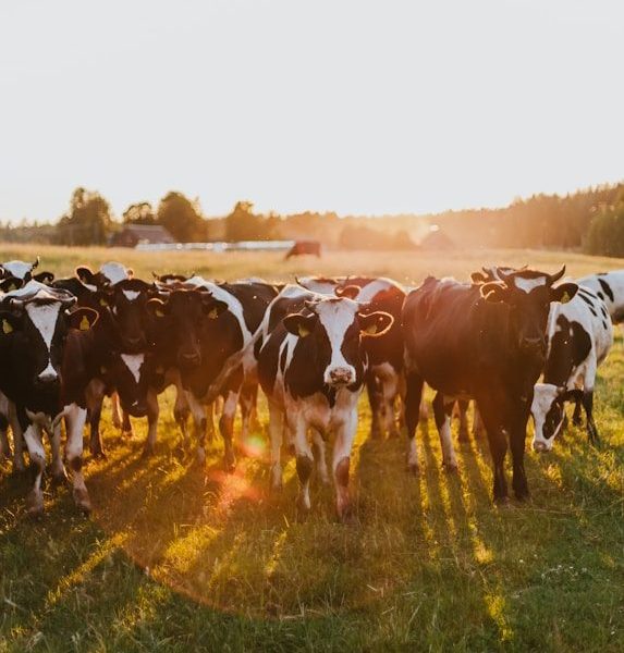 black and white cow on green grass field during daytime