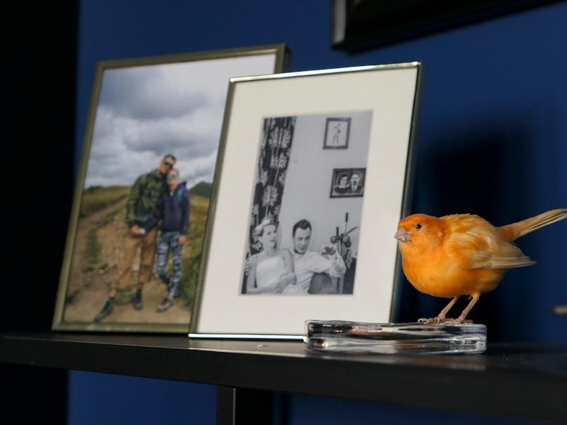 orange bird on white picture frame