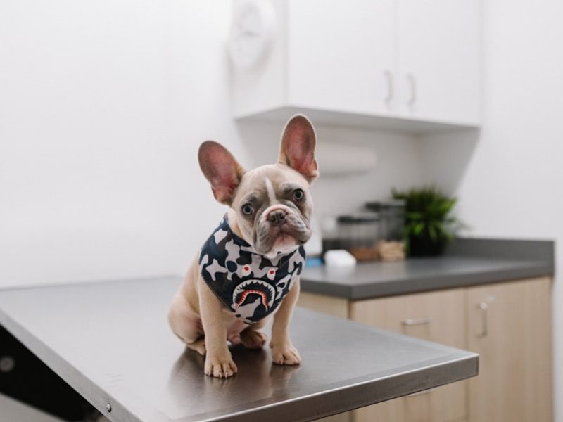white and black short coated dog wearing white and black polka dot shirt