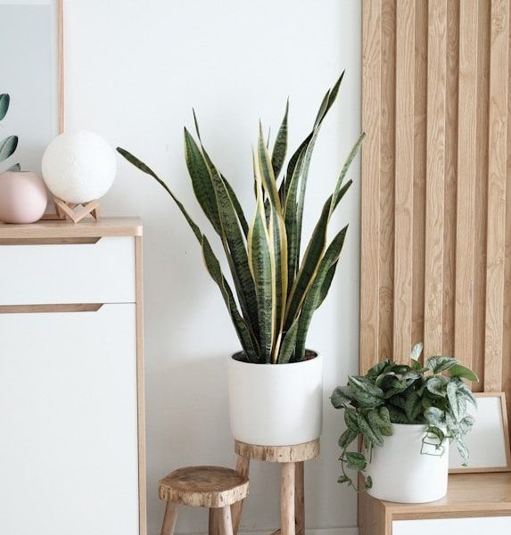 snake plant in vase