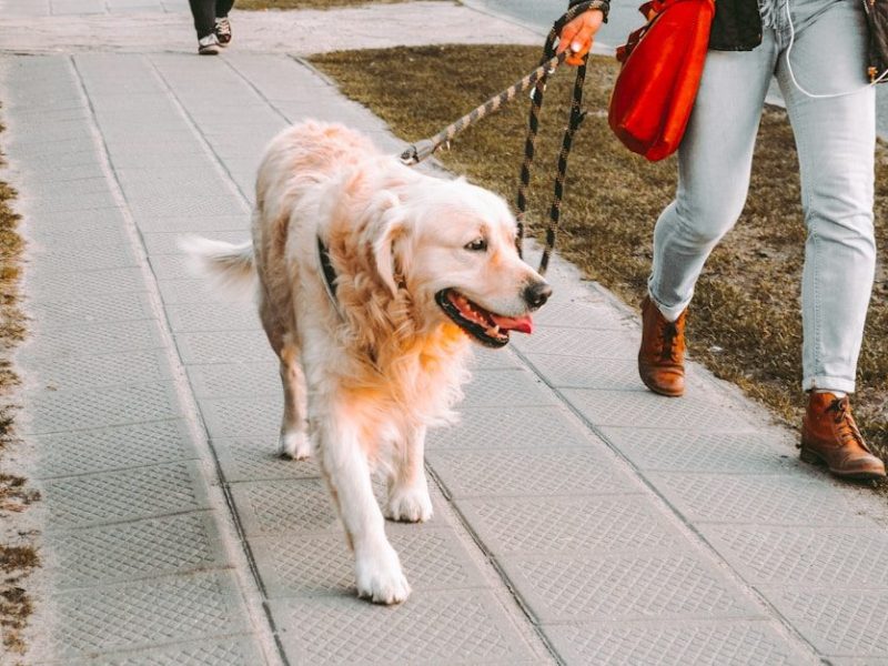 person walking beside Golden retriever on the street