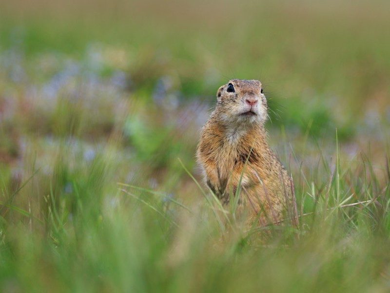 brown squirrel
