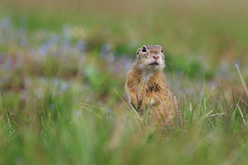 brown squirrel