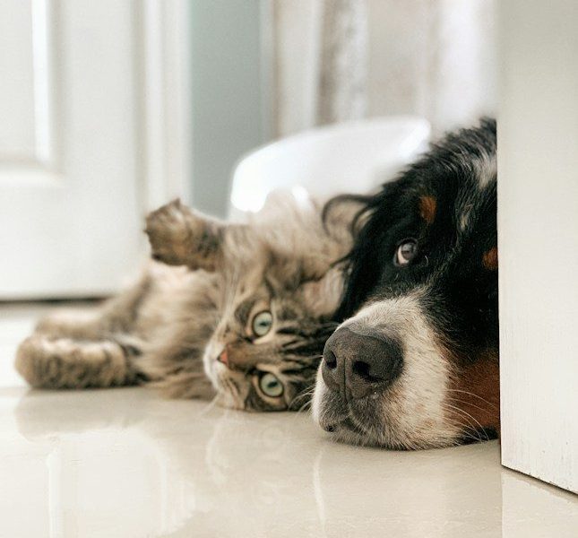 A fluffy tabby cat and a Bernese mountain dog lying on a tiled floor